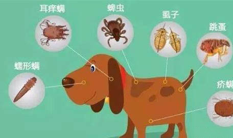 狗狗耳朵里面流脓很臭需要用什么药