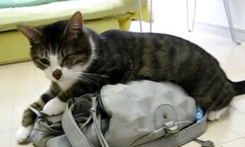 请问猫咪呕吐的原因及处理方法？
