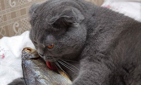 猫咪猫传腹抽出来的腹水颜色
