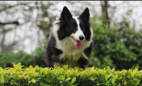 哪里有卖边境牧羊犬 怎么买牧羊犬