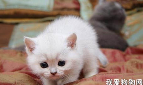 小奶猫多大可以吃猫粮？