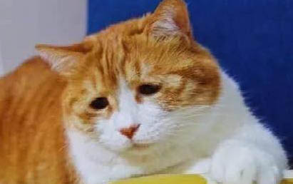 猫咪脱水了需要喝糖水还是盐水