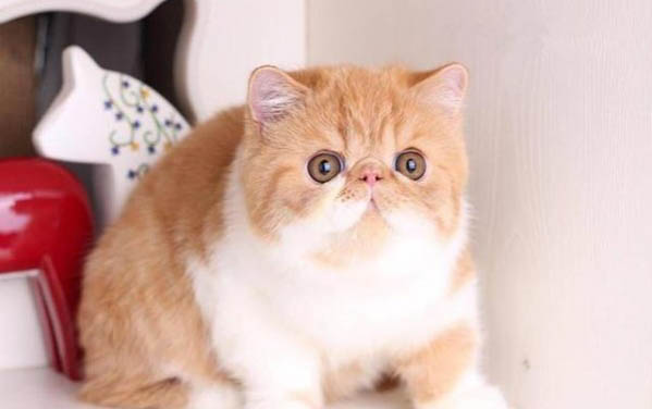 请问猫咪呕吐的原因及处理方法?