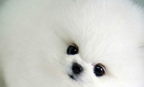 博美犬和泰迪哪个好