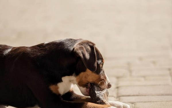 犬瘟后多久能养狗呢