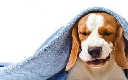 八哥犬怎么训练大小便?