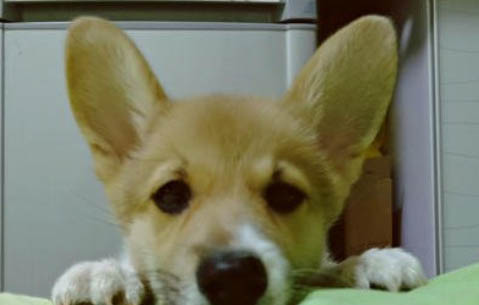 迷你贝吉格里芬凡丁犬的原产地在哪里