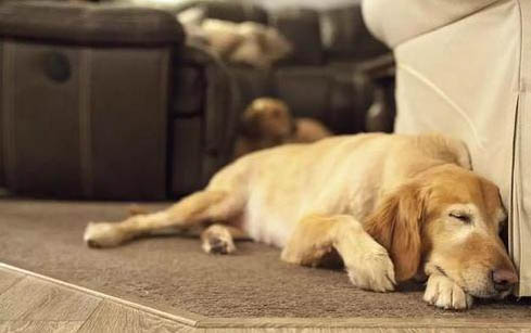 狗临死前有哪些症状