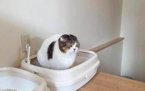 猫咪呕吐流口水死了