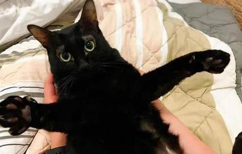 猫咪为什么一激动就尿床