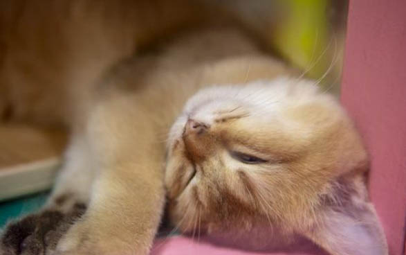 两个月小猫眼屎多的原因及处理方法