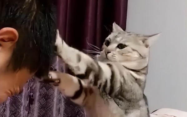 小猫嗓子呼噜呼噜的是为什么