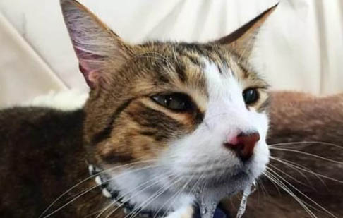 猫咪开始适应环境的表现