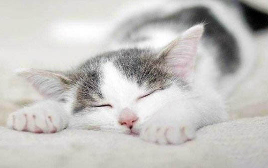 请问猫咪呕吐的原因及处理方法?