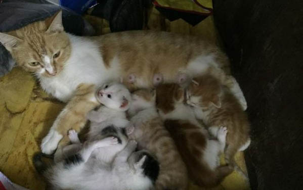大猫会咬死新来小猫吗