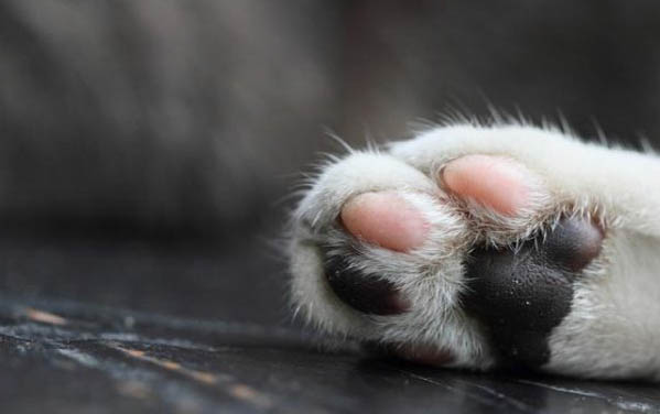 适合懒人养的猫有哪些品种