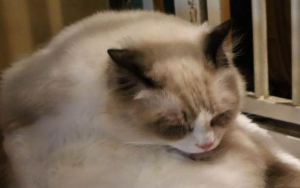 小猫驱虫药中毒的症状