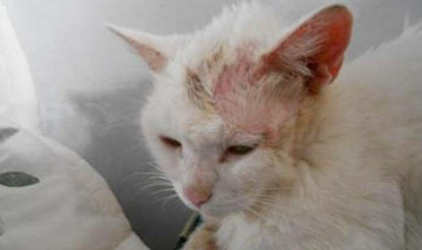 猫皮肤变红，前腿肿大的原因及处理方法
