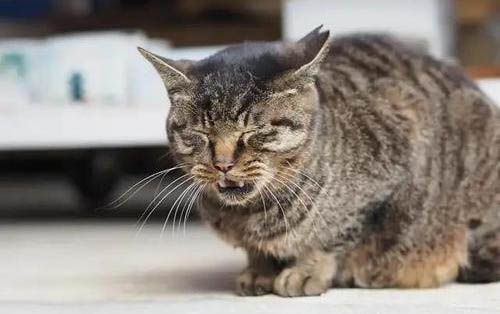 猫咪上嘴唇红肿溃疡的原因及处理方法