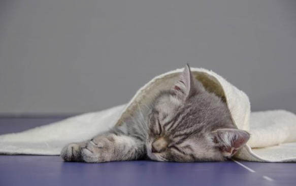 如何调理猫咪的肠胃