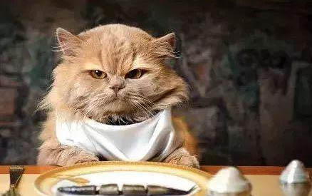 小猫可以吃鸡蛋吗