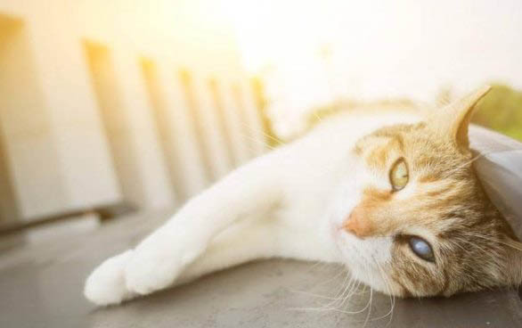 猫瘟会传染给猫吗