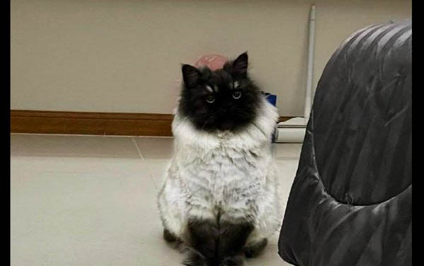 小猫吐食物是什么原因
