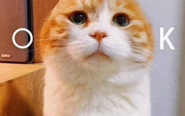 买六个月大的猫合适吗
