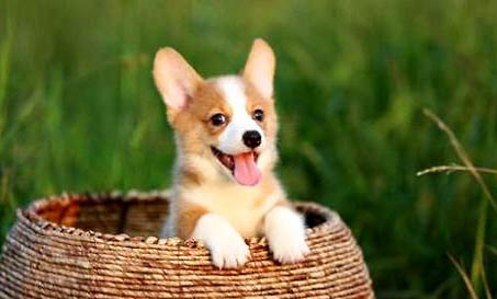 养柯基犬有什么禁忌