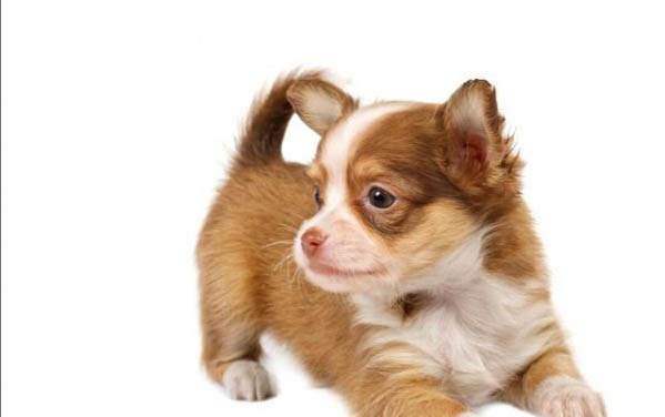 棉花面纱犬哪里有卖