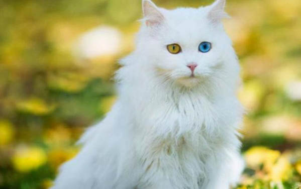 宠物猫多久洗一次澡合适