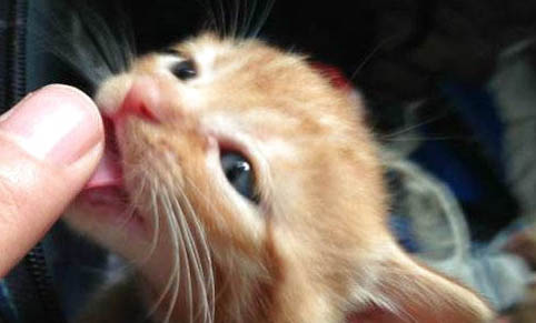 猫咪鼻子流水是怎么回事呢