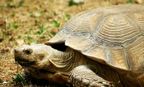 乌龟一岁等于几年