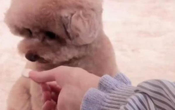 泰迪犬和比熊犬哪个好养