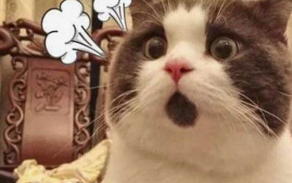 猫咪几个月就性成熟了