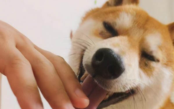 狗狗为什么突然嘴巴和眼睛都肿了