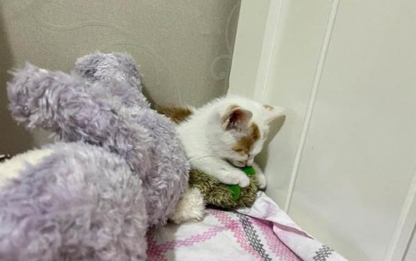 新买的小猫需要猫瘟