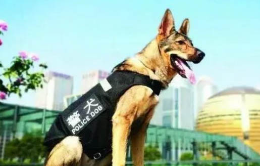 适合独居女生养的护卫犬有哪些?