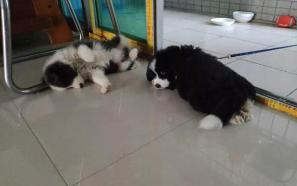 巴哥犬是哪个国家的品种