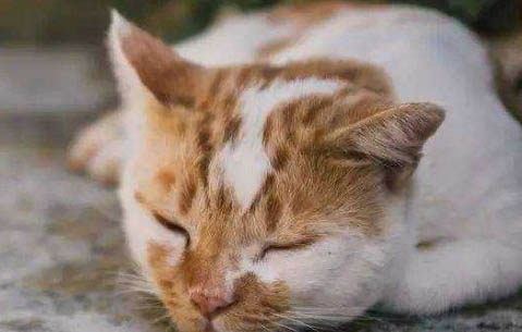 猫为什么会吐水?