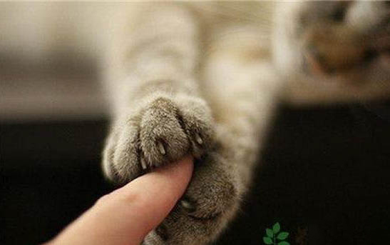 猫故意把大便拉在外面