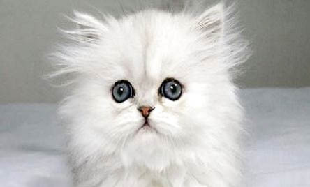阿比西尼亚猫和金吉拉猫哪个好养