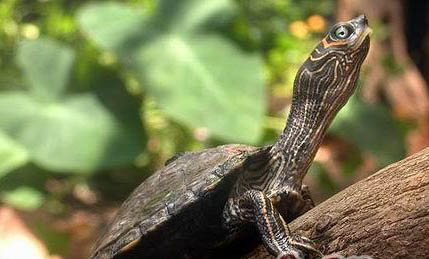 巴西龟冬眠是几个月