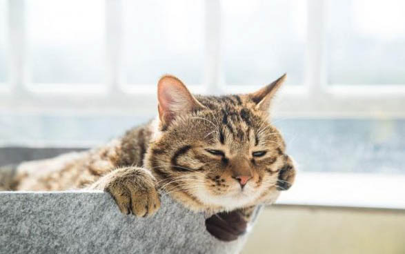没有猫砂能让猫拉屎吗?