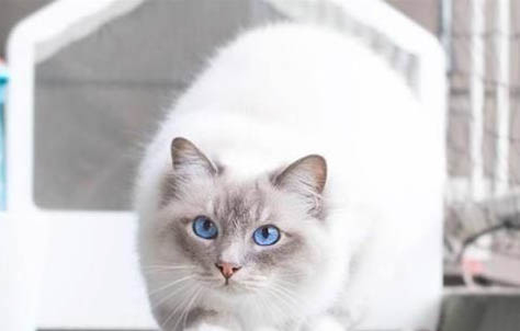 猫咪不喜欢主人抱是怎么回事?