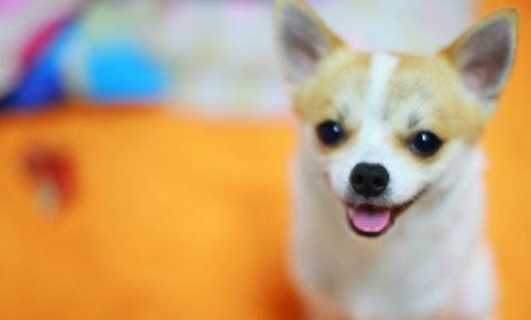 吉娃娃犬好不好养呢