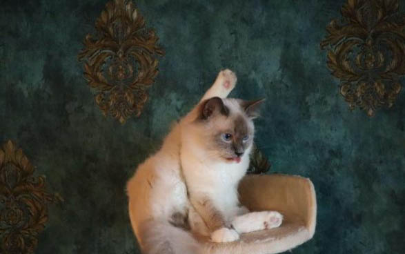 猫咪应激反应症状有哪些