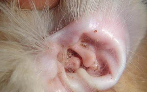 猫咪吃完驱虫药嗜睡正常吗