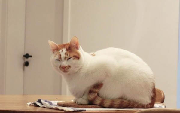 猫吐黄水拉肚子,怎么办?