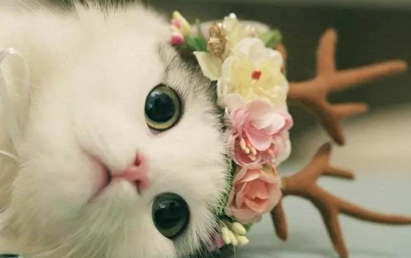 小猫会发烧感冒吗